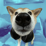 CookieDoge's Doge Cult Administration