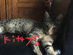Aliahna’s KITTys Club ETA 2024