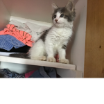 Blue The Cat Squad
