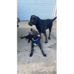 Dancing With Dogs