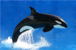 Save the Killer Whales!