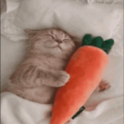 sleepy cat