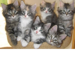 The Puffy SQUAD!