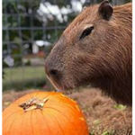 Capybara On Top's Group