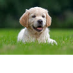 doggys united:)