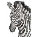 Zuzanna's Team Zebra!
