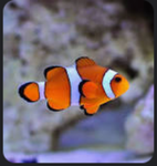 The Clownfish Home
