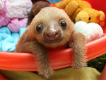 The Official Sloth Association
