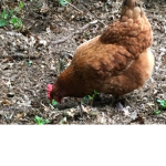 Spark is a chicken