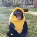 Monke army!! :D