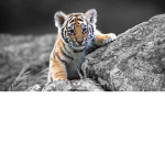 #TEAM TIGERS