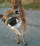 Deer gamer group