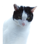 My cute cats are the best
