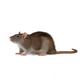 rat testing
