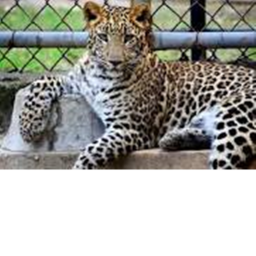 vist the zoo