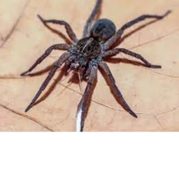 Mancha araña icon