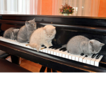The Cat MILITARY :>