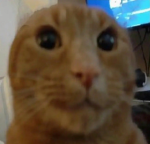 PattyTrans
