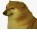 Cheems the doge