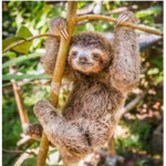 The SLotH ####