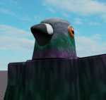 The Pretty Cool Pigeons