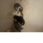 Qasim cats