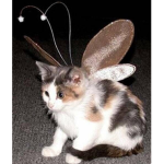 Minou<3