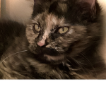 ,The Cat Club,