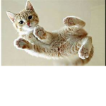 Kitty Cat Central