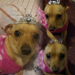 chiquis