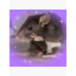 purpl3 rats