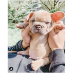 XxfrenchiesxX