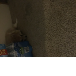Hello I’m hamster