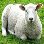 🐑 Sheepians 🐑