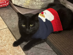 Cat are number one