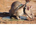 rat army se c r et