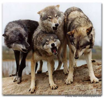 Wolf Pack!!!!!