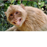 idk_monkeys