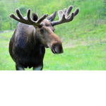 Moose. Inc