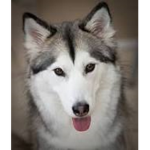 Huskys rock
