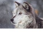 The wolf predators