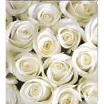 ~ White rose clothing ~