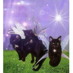 kitties୭