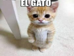 The El Gato Crew