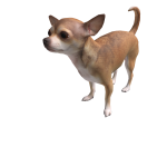 CHIHUAHUA