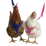 We talk to chickens