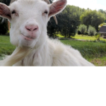 Goats united best
