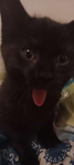 Kittynoir’s
