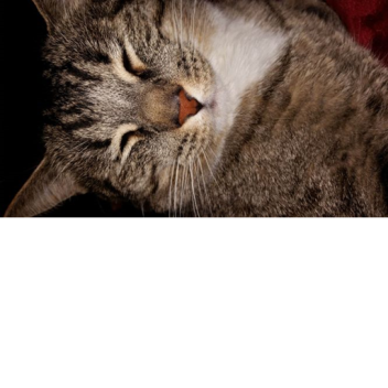 Milo and Oreo's Funeral