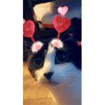 CAT GROUP :3 :3 :3 :3 :3